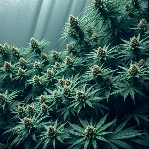 Kush